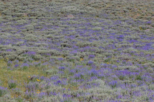 Imagem de Lupinus argenteus var. utahensis (S. Watson) Barneby