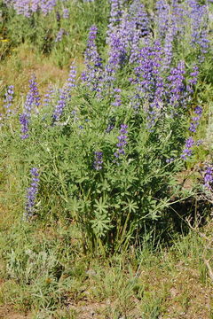 Image of silvery lupine