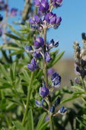 Sivun Lupinus argenteus var. utahensis (S. Watson) Barneby kuva