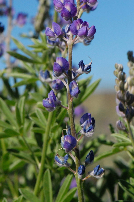 Image of silvery lupine