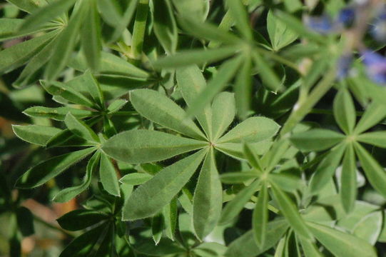 Image of silvery lupine