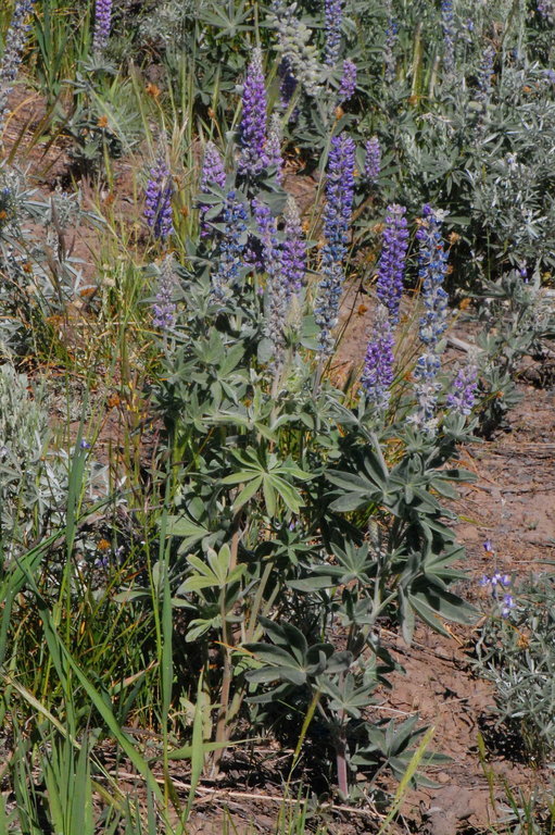 Image of velvet lupine