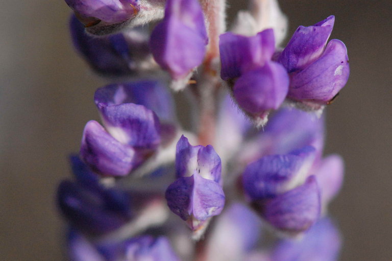 Image of velvet lupine