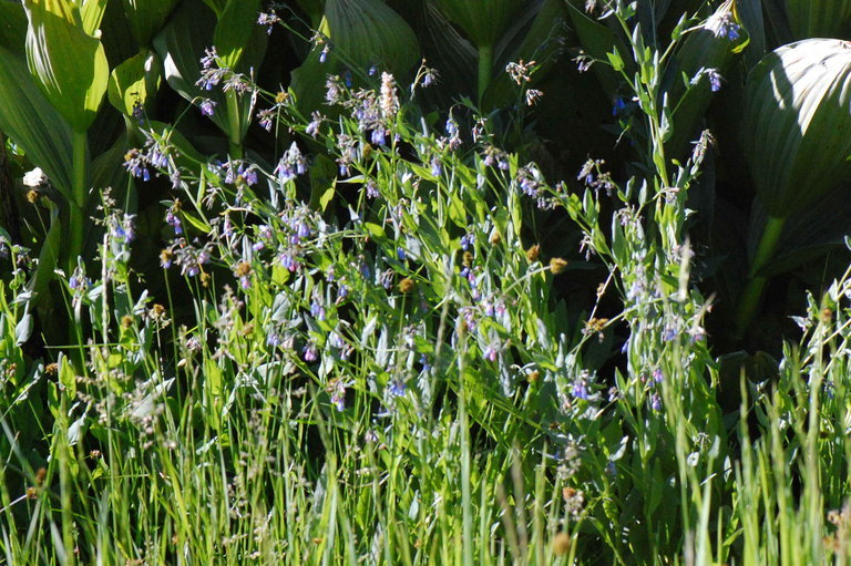 Image of tall fringed bluebells