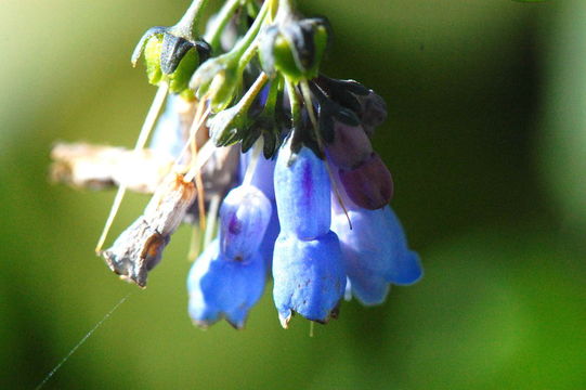 Imagem de Mertensia ciliata (James ex Torr.) G. Don