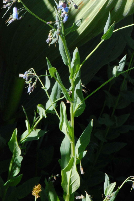 Image of tall fringed bluebells