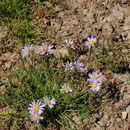 Image of tundra aster