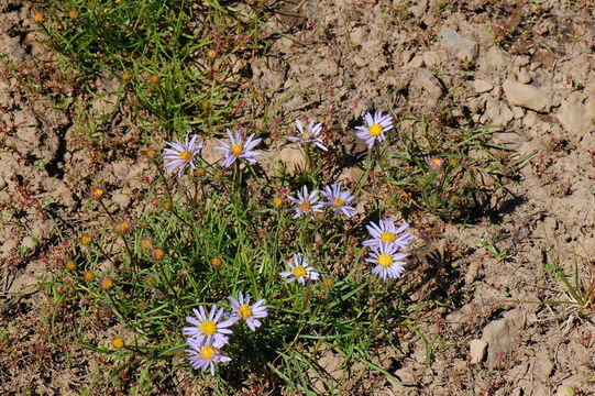 Image of tundra aster