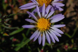 Image of tundra aster