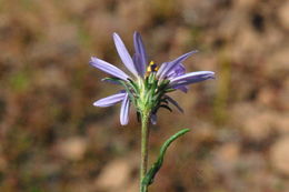 Image of tundra aster