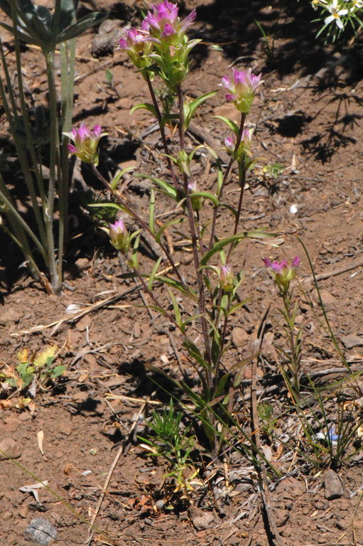 Orthocarpus cuspidatus subsp. cryptanthus (Piper) T. I. Chuang & L. R. Heckard resmi