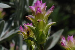 Image of cryptantha owl's-clover