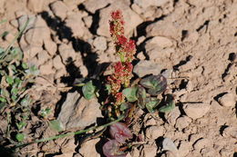 Image of Alpine mountain-sorrel