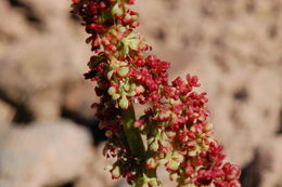 Image of Alpine mountain-sorrel