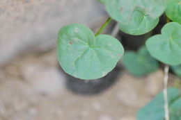 Image of Alpine mountain-sorrel