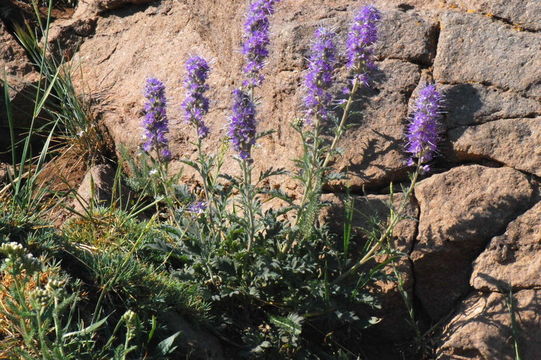 Image of silky phacelia