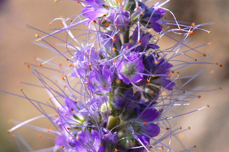 Image of silky phacelia