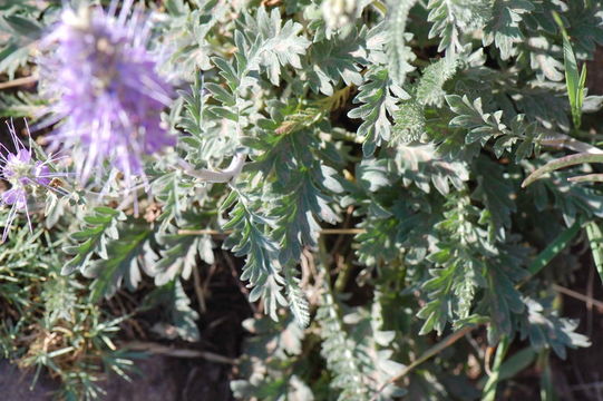 Image of silky phacelia