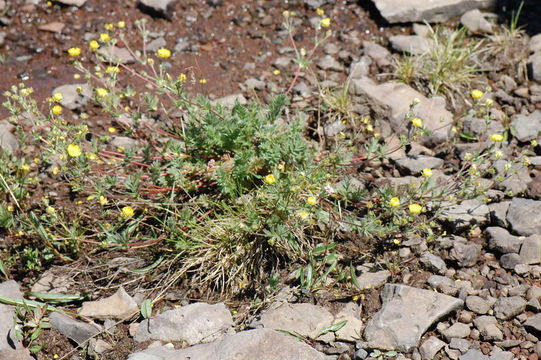 Image de Potentilla drummondii subsp. breweri (S. Wats.) B. Ertter