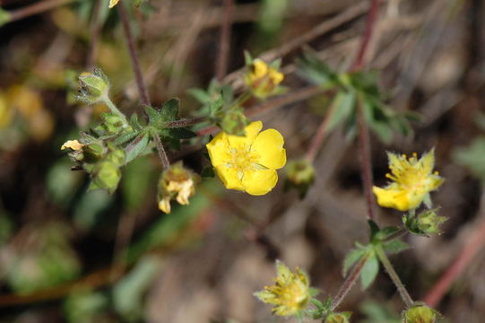 Image de Potentilla drummondii subsp. breweri (S. Wats.) B. Ertter