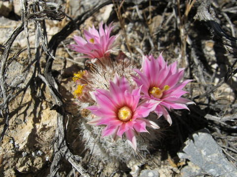 Plancia ëd Mammillaria tetrancistra Engelm.