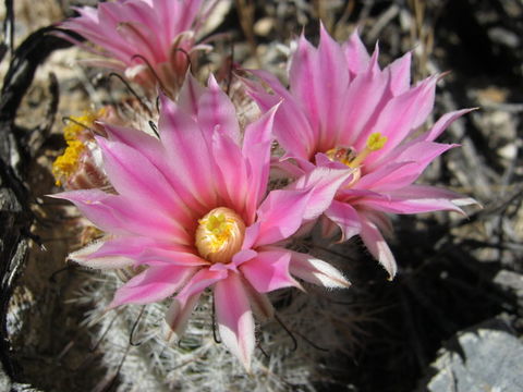 Image of Common Fishhook Cactus