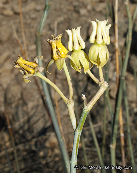 Image of rush milkweed