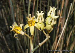 Image of rush milkweed