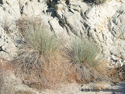 Image of rush milkweed