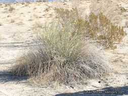 Image of rush milkweed