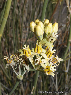 Image of rush milkweed