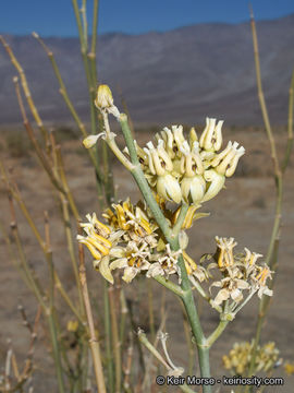 Image of rush milkweed