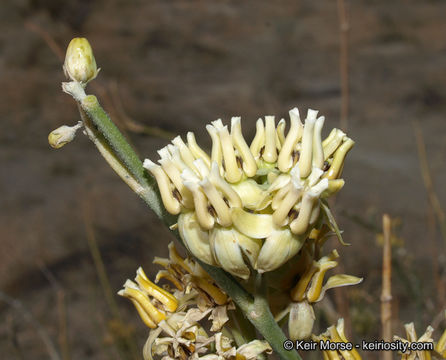 Image of rush milkweed