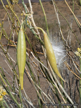 Image of rush milkweed