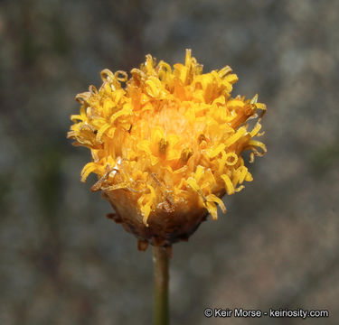 Image de Bebbia juncea var. aspera Greene