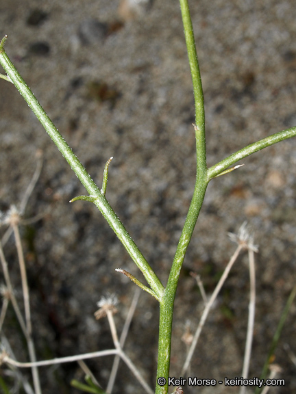 Image of sweetbush