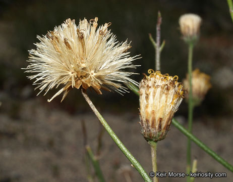 Image of sweetbush