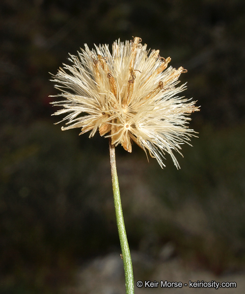 Image of sweetbush