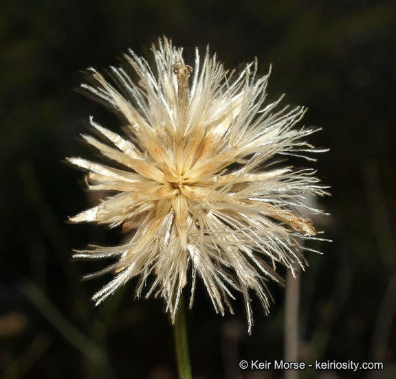 Image of sweetbush