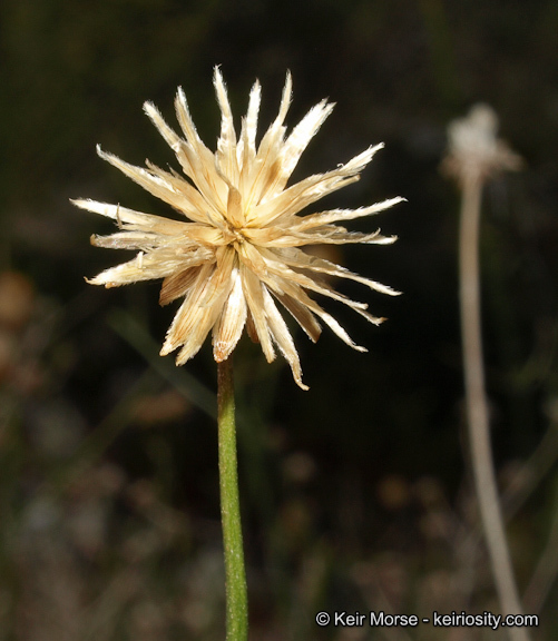 Image of sweetbush