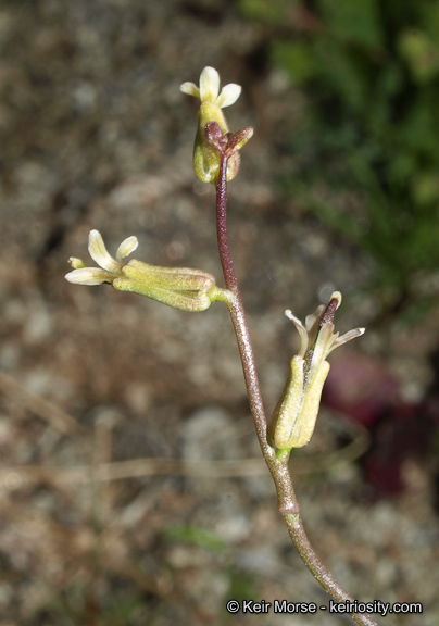 Image de Caulanthus cooperi (S. Watson) Payson