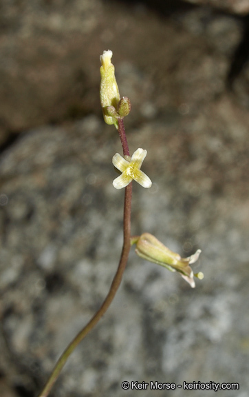 Image of Cooper's wild cabbage