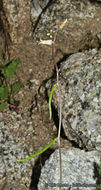 Image of Cooper's wild cabbage