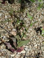 Image of Cooper's wild cabbage