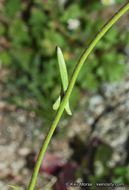 Image de Caulanthus cooperi (S. Watson) Payson