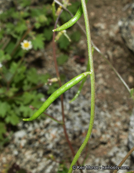 Image of Cooper's wild cabbage