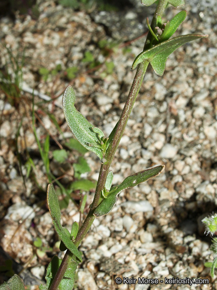 Image de Caulanthus cooperi (S. Watson) Payson