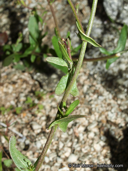 Image de Caulanthus cooperi (S. Watson) Payson