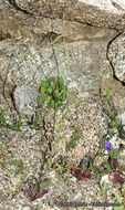 Image of Cooper's wild cabbage