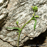 Image of Cooper's wild cabbage